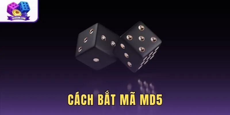 Cách Bắt Mã MD5 - Hướng Dẫn 3 Bước Kiểm Tra Chuẩn Xác